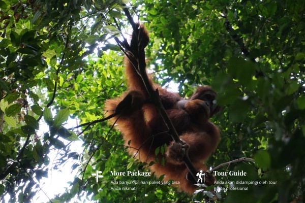 Jungle Trekking 2-3 Days
