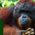 Mengenal Tentang Orangutan Sumatra