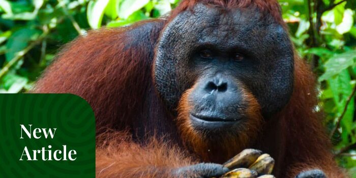 Mengenal Tentang Orangutan Sumatra