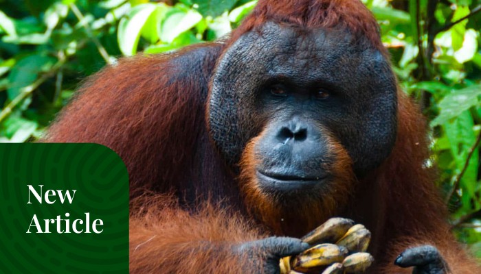 Mengenal Tentang Orangutan Sumatra