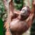 Paket Trekking Orangutan Sumatra