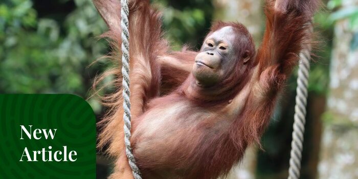Paket Trekking Orangutan Sumatra