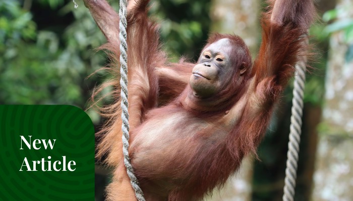 Paket Trekking Orangutan Sumatra