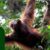 Paket Wisata Tour Orangutan Sumatra