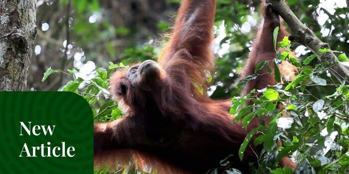 Paket Wisata Tour Orangutan Sumatra