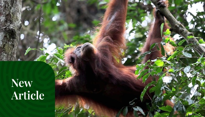 Paket Wisata Tour Orangutan Sumatra