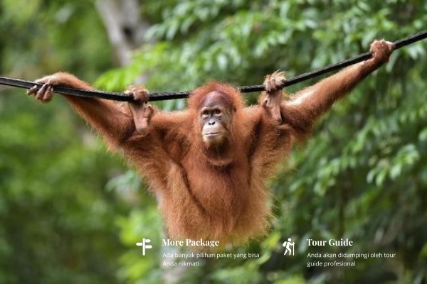 Single day jungle tour