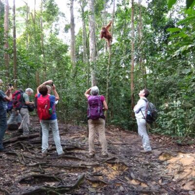 galeri ORANGUTAN LEUSER ECOTOURISM (12)