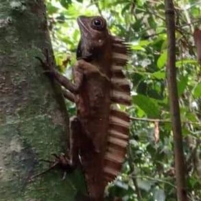 galeri ORANGUTAN LEUSER ECOTOURISM (16)