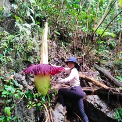 galeri ORANGUTAN LEUSER ECOTOURISM (18)