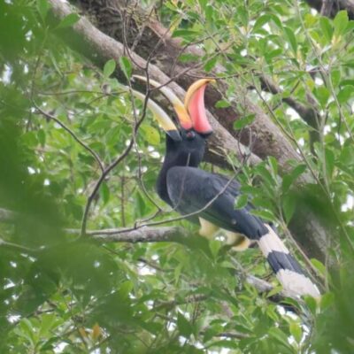 galeri ORANGUTAN LEUSER ECOTOURISM (19)