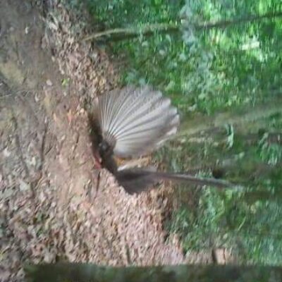 galeri ORANGUTAN LEUSER ECOTOURISM (20)
