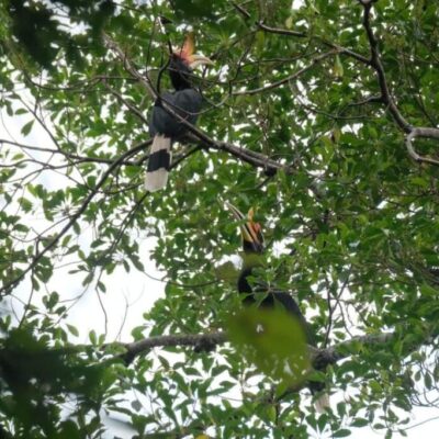 galeri ORANGUTAN LEUSER ECOTOURISM (23)