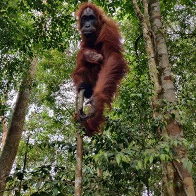 galeri ORANGUTAN LEUSER ECOTOURISM (4)