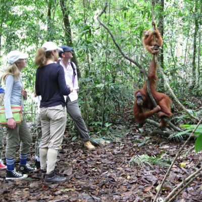 galeri ORANGUTAN LEUSER ECOTOURISM (9)