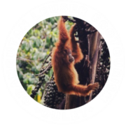 orangutanleuser-ecotourism-foot