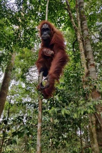 orangutanleuser-ecotourism-galeri (1)
