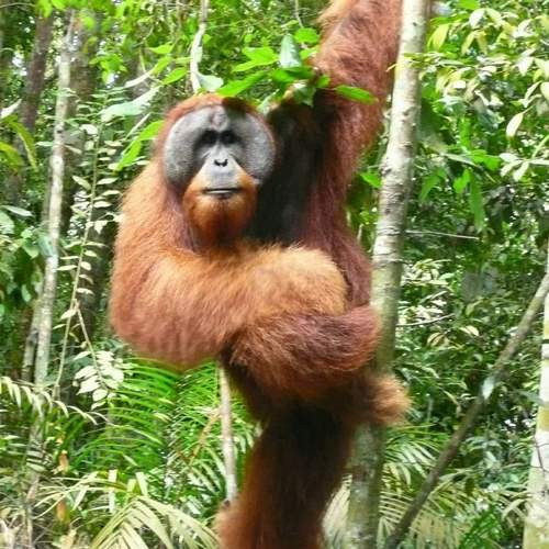 orangutanleuser-ecotourism-galeri (15)