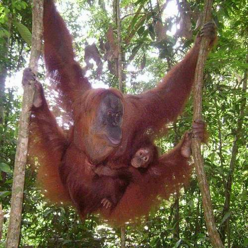orangutanleuser-ecotourism-galeri (16)